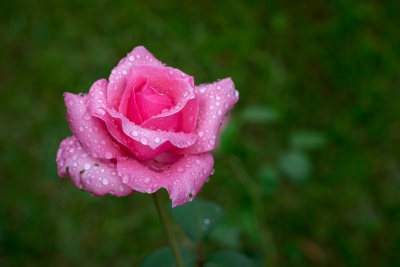 Rose du jardin de "Au p'tit blanc des O"